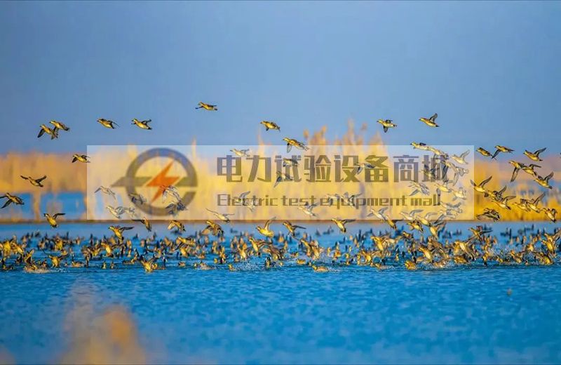 全国品牌故事大赛获奖作品展播(83):把家还给鸟,他们的日子越过越好!